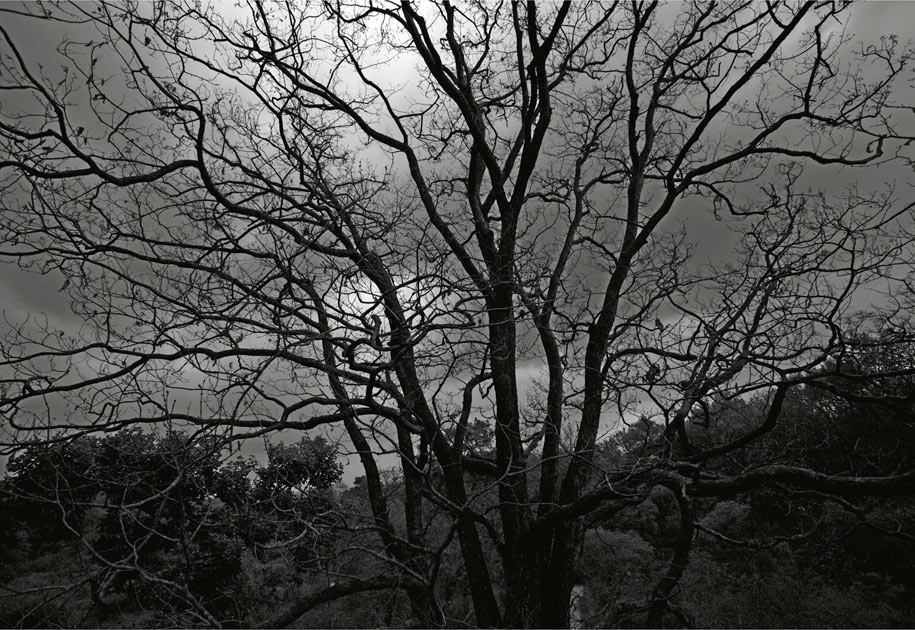 05_wwf.tree.blackandwhite.ogilvy&mather.corbett.nationalpark.india.jpg
